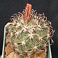 Нажмите на изображение для увеличения.

Название:	Coryphantha kracikii.JPG
Просмотров:	185
Размер:	79.1 Кб
ID:	368094