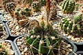 Нажмите на изображение для увеличения.

Название:	Acanthocalycium spiniflorum f. violaceum.JPG
Просмотров:	473
Размер:	295.6 Кб
ID:	368095