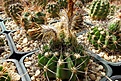 Нажмите на изображение для увеличения.

Название:	Acanthocalycium spiniflorum f. violaceum.JPG
Просмотров:	445
Размер:	295.6 Кб
ID:	368095