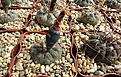 Нажмите на изображение для увеличения.

Название:	Gymnocalycium natalieae VG-709.JPG
Просмотров:	475
Размер:	283.2 Кб
ID:	368096
