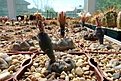 Нажмите на изображение для увеличения.

Название:	Gymnocalycium natalieae VG-709 (2).JPG
Просмотров:	470
Размер:	292.0 Кб
ID:	368097