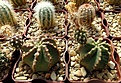 Нажмите на изображение для увеличения.

Название:	Echinocereus subinermis.JPG
Просмотров:	393
Размер:	292.8 Кб
ID:	368098