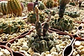 Нажмите на изображение для увеличения.

Название:	Gymnocalycium ochoterenae v. cinereum VG-259.JPG
Просмотров:	362
Размер:	284.3 Кб
ID:	368099