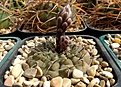 Нажмите на изображение для увеличения.

Название:	Gymnocalycium riojense (2).JPG
Просмотров:	87
Размер:	452.5 Кб
ID:	368102