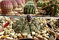 Нажмите на изображение для увеличения.

Название:	Gymnocalycium riojense ssp paucispinum.JPG
Просмотров:	89
Размер:	402.2 Кб
ID:	368103