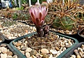 Нажмите на изображение для увеличения.

Название:	Gymnocalycium riojense v. guthianum.JPG
Просмотров:	84
Размер:	423.5 Кб
ID:	368104