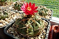 Нажмите на изображение для увеличения.

Название:	Gymnocalycium carminanthum.JPG
Просмотров:	207
Размер:	383.7 Кб
ID:	368112