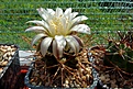 Нажмите на изображение для увеличения.

Название:	Gymnocalycium pungens.JPG
Просмотров:	179
Размер:	393.4 Кб
ID:	368114