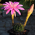 Нажмите на изображение для увеличения.

Название:	Cut Echinopsis (Pseudolobivia) carmineoflora Cochabamba -1 red.jpg
Просмотров:	279
Размер:	231.0 Кб
ID:	368131