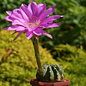 Нажмите на изображение для увеличения.

Название:	Cut Echinopsis carmineoflora Cochabamba -2 red.jpg
Просмотров:	294
Размер:	202.9 Кб
ID:	368132