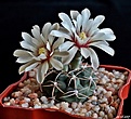 Нажмите на изображение для увеличения.

Название:	Gymnocalycium intertextum.JPG
Просмотров:	129
Размер:	202.0 Кб
ID:	368161