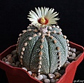 Нажмите на изображение для увеличения.

Название:	Astrophytum MYRASSen x As.JPG
Просмотров:	139
Размер:	175.9 Кб
ID:	368165