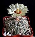 Нажмите на изображение для увеличения.

Название:	Astrophytum asterias cv. Superkabuto.JPG
Просмотров:	133
Размер:	176.1 Кб
ID:	368166