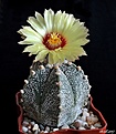 Нажмите на изображение для увеличения.

Название:	Astrophytum сv 5 ribs.JPG
Просмотров:	135
Размер:	159.4 Кб
ID:	368167