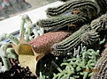 Нажмите на изображение для увеличения.

Название:	IMG_3068 (950x706).jpg
Просмотров:	246
Размер:	462.0 Кб
ID:	368231