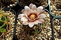 Нажмите на изображение для увеличения.

Название:	Gymnocalycium pugionacanthum VS-54.JPG
Просмотров:	125
Размер:	406.8 Кб
ID:	368355