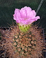 Нажмите на изображение для увеличения.

Название:	Acanthocalycium violaceum.jpg
Просмотров:	130
Размер:	266.2 Кб
ID:	368394