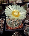 Нажмите на изображение для увеличения.

Название:	Astrophytum asterias cv. SUPERKABUTO.jpg
Просмотров:	128
Размер:	213.9 Кб
ID:	368395