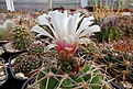 Нажмите на изображение для увеличения.

Название:	Gymnocalycium mostii v. miradorense.JPG
Просмотров:	468
Размер:	395.7 Кб
ID:	368417