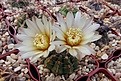 Нажмите на изображение для увеличения.

Название:	Gymnocalycium schroederianum.JPG
Просмотров:	475
Размер:	370.5 Кб
ID:	368418