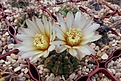 Нажмите на изображение для увеличения.

Название:	Gymnocalycium schroederianum.JPG
Просмотров:	433
Размер:	370.5 Кб
ID:	368418