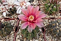 Нажмите на изображение для увеличения.

Название:	Gymnocalycium baldianum.JPG
Просмотров:	471
Размер:	391.2 Кб
ID:	368419