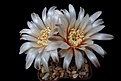 Нажмите на изображение для увеличения.

Название:	Gymnocalycium quehlianum.JPG
Просмотров:	457
Размер:	279.0 Кб
ID:	368420