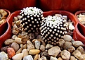 Нажмите на изображение для увеличения.

Название:	Mammillaria luetheyi.JPG
Просмотров:	1370
Размер:	349.4 Кб
ID:	368433