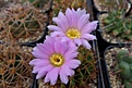 Нажмите на изображение для увеличения.

Название:	Acanthocalycium violaсeum.JPG
Просмотров:	104
Размер:	353.7 Кб
ID:	368451