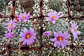 Нажмите на изображение для увеличения.

Название:	Mammillaria insularis.JPG
Просмотров:	105
Размер:	423.1 Кб
ID:	368453