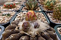 Нажмите на изображение для увеличения.

Название:	Copiapoa hypogaea.JPG
Просмотров:	131
Размер:	332.6 Кб
ID:	368455