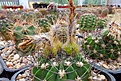 Нажмите на изображение для увеличения.

Название:	Acanthocalycium violaceum VG-302.JPG
Просмотров:	469
Размер:	312.3 Кб
ID:	368456