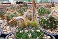 Нажмите на изображение для увеличения.

Название:	Acanthocalycium violaceum VG-302.JPG
Просмотров:	443
Размер:	312.3 Кб
ID:	368456