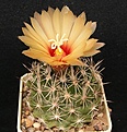 Нажмите на изображение для увеличения.

Название:	Coryphantha  compacta GL67.JPG
Просмотров:	303
Размер:	64.6 Кб
ID:	368472