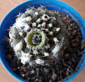 Нажмите на изображение для увеличения.

Название:	3Copiapoa hypogea( плод ).jpg
Просмотров:	466
Размер:	273.2 Кб
ID:	368490