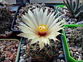Нажмите на изображение для увеличения.

Название:	Coryphantha radians.jpg
Просмотров:	147
Размер:	128.6 Кб
ID:	368493