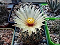 Нажмите на изображение для увеличения.

Название:	Coryphantha radians.jpg
Просмотров:	136
Размер:	128.6 Кб
ID:	368493