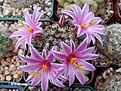 Нажмите на изображение для увеличения.

Название:	Mammillaria blossfeldiana.jpg
Просмотров:	144
Размер:	134.6 Кб
ID:	368495