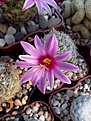 Нажмите на изображение для увеличения.

Название:	Mammillaria boolii.jpg
Просмотров:	157
Размер:	111.6 Кб
ID:	368496