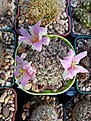 Нажмите на изображение для увеличения.

Название:	Mammillaria insularis.jpg
Просмотров:	141
Размер:	168.3 Кб
ID:	368497
