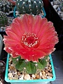 Нажмите на изображение для увеличения.

Название:	Notocactus ottonis v. vencluianus.jpg
Просмотров:	147
Размер:	105.0 Кб
ID:	368499