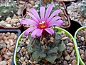 Нажмите на изображение для увеличения.

Название:	Turbinicarpus alonsoii.jpg
Просмотров:	156
Размер:	111.4 Кб
ID:	368500