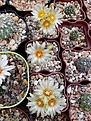 Нажмите на изображение для увеличения.

Название:	Turbinicarpus flaviflorus.jpg
Просмотров:	151
Размер:	189.4 Кб
ID:	368501