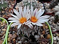 Нажмите на изображение для увеличения.

Название:	Turbinicarpus gracilis.jpg
Просмотров:	149
Размер:	112.8 Кб
ID:	368502