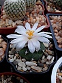 Нажмите на изображение для увеличения.

Название:	Turbinicarpus lohfohforoides.jpg
Просмотров:	139
Размер:	97.9 Кб
ID:	368503