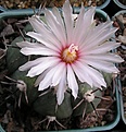 Нажмите на изображение для увеличения.

Название:	Echinocactus horizonthalonius.JPG
Просмотров:	139
Размер:	57.2 Кб
ID:	368505