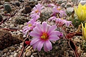 Нажмите на изображение для увеличения.

Название:	Mammillaria insularis.JPG
Просмотров:	142
Размер:	387.3 Кб
ID:	368513