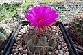 Нажмите на изображение для увеличения.

Название:	Echinocactus horizonthalonius.JPG
Просмотров:	144
Размер:	398.9 Кб
ID:	368516