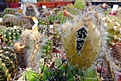 Нажмите на изображение для увеличения.

Название:	Echinopsis hybr x Paramaunt.JPG
Просмотров:	464
Размер:	302.4 Кб
ID:	368517