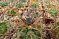 Нажмите на изображение для увеличения.

Название:	Gymnocalycium castellanosii v. armillatum.JPG
Просмотров:	465
Размер:	323.7 Кб
ID:	368518